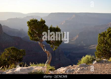 Utah Juniper Tree au bord du Grand Canyon, plateau sud, sentier Hermit Banque D'Images