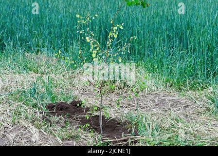 jeune arbre planté près d'un beau champ avec du blé en arrière-plan Banque D'Images