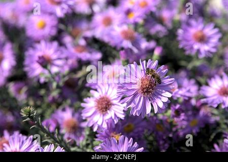 L'abeille pollinise la fleur d'Aster Banque D'Images
