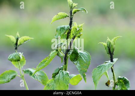 Les feuilles de cassis endommagées d'un insecte nuisible pucerons stock vidéo. Banque D'Images