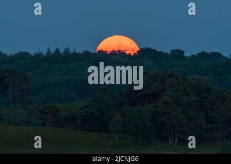 New Forest, Hampshire, Royaume-Uni, 14th juin 2022. La pleine lune de fraises s'élève au-dessus de l'horizon et des arbres en fin de soirée. La pleine lune de fraise est ainsi appelée comme elle coïncide avec la récolte de fraise et est une superlune en raison de sa proximité relativement proche de la terre. Paul Biggins/Alamy Live News Banque D'Images