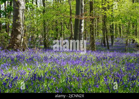 Bluebells, ancien Norfolk Woodland Scene, Angleterre, Royaume-Uni Banque D'Images