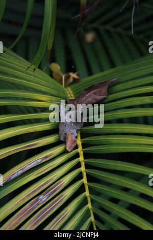 gros plan de feuilles de palmier sèches ou de feuilles en été le soir Banque D'Images