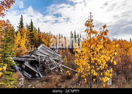 Cabane en rondins abandonnée qui s'est effondrée et qui tombe dans les bois, la région sauvage du Canada à l'automne, saison d'automne. Banque D'Images