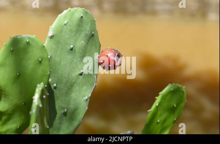 Le cactus de Pear de l'est croît au Vietnam Banque D'Images