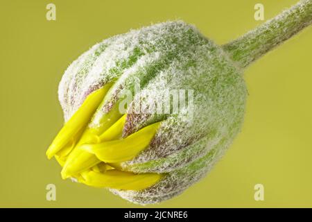 Bourgeon isolé de Daisy Bush doré (Euryops pectinatus) sur fond vert Banque D'Images