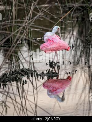 Roseate Spoonbill exécutant des acrobaties Banque D'Images