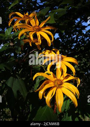 Fleurs jaunes de Tithonia diversifolia Banque D'Images