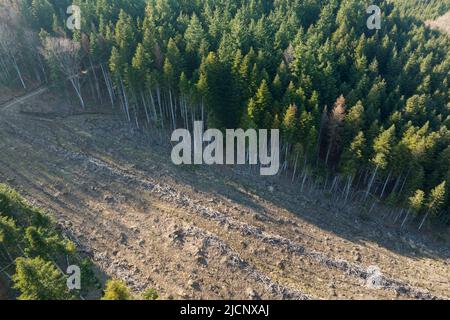 Vue aérienne de la forêt de pins avec une grande superficie d'arbres coupés à la suite de l'industrie mondiale de déboisement. Influence humaine néfaste sur l'écologie mondiale Banque D'Images