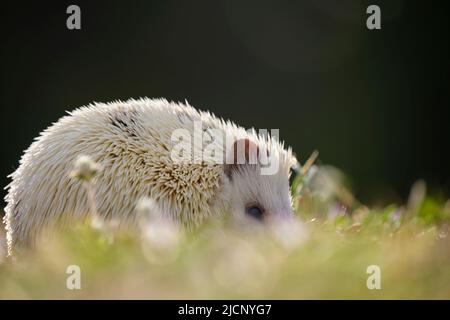 Petit animal de compagnie africain de hérisson sur l'herbe verte à l'extérieur le jour d'été. Garder les animaux domestiques et prendre soin des animaux de compagnie concept Banque D'Images