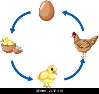 Diagramme du cycle de vie du poulet Image Vectorielle Stock - Alamy