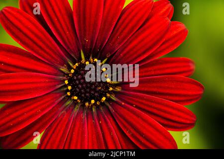 gros plan sur cape daisy Banque D'Images