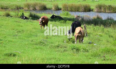 Vaches qui broutage dans un champ est du Texas, les oiseaux de vache parmi eux dans l'herbe Banque D'Images