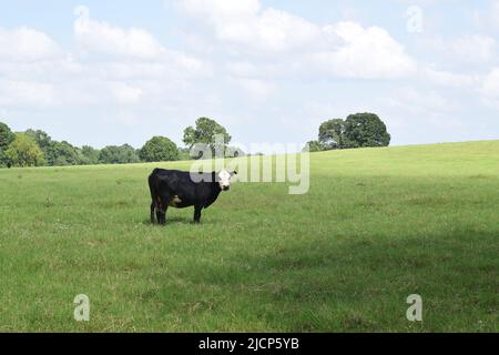 Une vache noire à fond blanc debout dans un champ d'herbe, face à droite, sous un ciel partiellement nuageux Banque D'Images