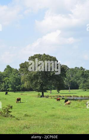 Vaches qui broutage dans un champ est du Texas, les oiseaux de vache parmi eux dans l'herbe, sous un ciel partiellement nuageux Banque D'Images