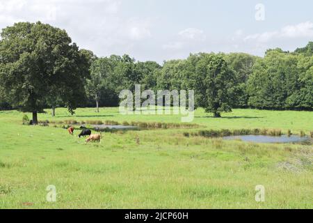 Vaches qui broutage dans un champ est du Texas, les oiseaux de vache parmi eux dans l'herbe, sous un ciel partiellement nuageux Banque D'Images