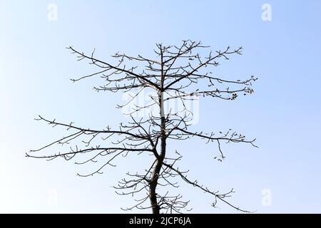 VIEUX ARBRE SEC SANS FEUILLE DANS LE BOIS ISOLÉ SUR FOND BLEU CLAIR Banque D'Images