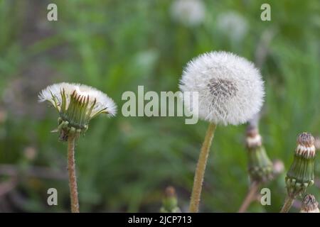 Gros plan d'une graine de Dandelion dans la nature Banque D'Images
