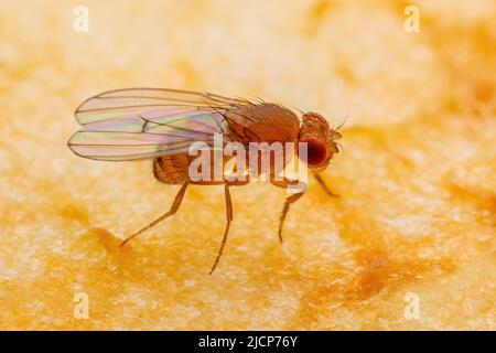 Mouche des fruits tropicaux Drosophila Diptera parasite insecte parasite sur les fruits mûrs ou légumes macro Banque D'Images