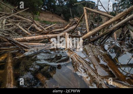 La grenouille à pattes rouges de Californie (Rana draytonii) une espèce d'amphibiens menacée et en voie de disparition de la baie de San Francisco, endémique à la Californie. Banque D'Images