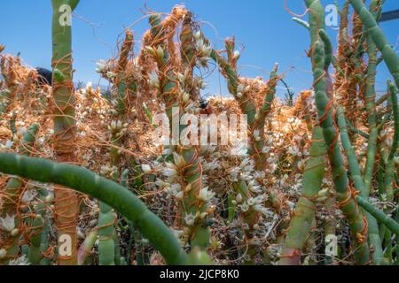 Le doré jaune (Cuscuta pacifica) est une plante parasite qui pousse sur le pickleweed (Salicornia), sur la côte Pacifique de la Californie, aux États-Unis. Banque D'Images