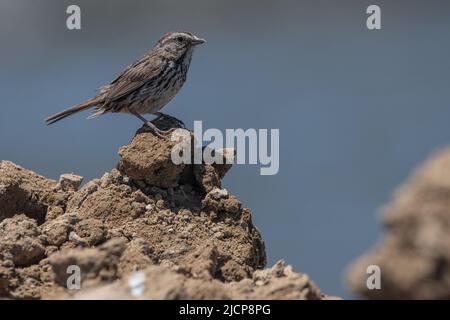 Un sparrow de chanson (Melospiza melodia) de Don Edwards San Francisco Bay National Wildlife refuge, Californie, États-Unis. Banque D'Images