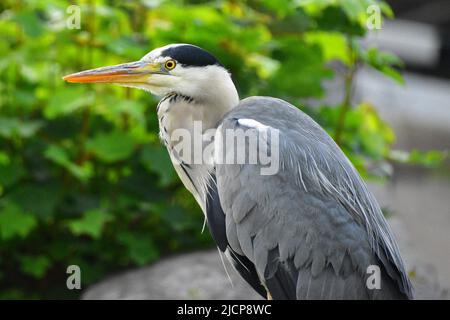 Gray Heron, canal Rochdale, pont Hebden Banque D'Images