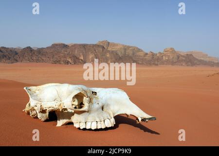 Crâne de chameau à Wadi Rum, Jordanie Banque D'Images
