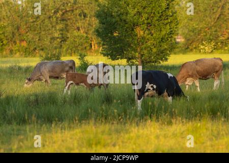 Un troupeau de vaches au coucher du soleil dans le pâturage Banque D'Images