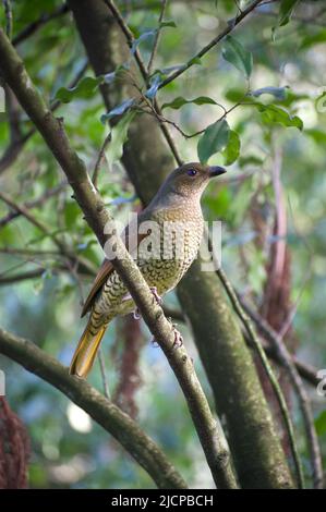 Les oiseaux mâles Satin Bower sont un beau bleu foncé. Les femelles ne sont pas si chanceux - elles sont des taches beige, vertes et brunes, comme une espèce différente. Banque D'Images