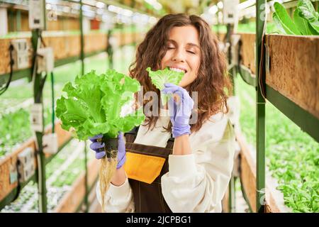 Bonne femme jardinière mangeant de la laitue fraîche et fermant les yeux de plaisir. Jeune femme joyeuse en gants de jardin goûtant des verts à feuilles en serre. Banque D'Images