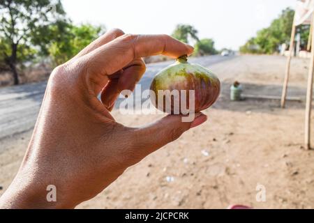 Personne tenant un morceau de fruit de Fig prêt à manger mûr. Fig également connu sous le nom d'Anjeer ou Anjir vendu sur l'autoroute ou les rues de ville de village Banque D'Images