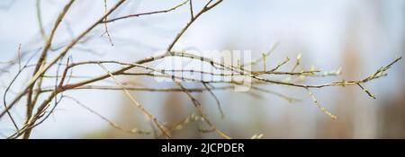 Panorama des branches avec des bourgeons sur un arrière-plan flou. Jeunes pousses de printemps d'un arbre. Banque D'Images