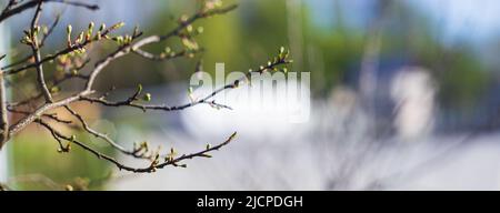 Panorama des branches avec des bourgeons sur un arrière-plan flou. Jeunes pousses de printemps d'un arbre. Banque D'Images