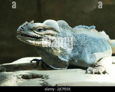 grand iguana allongé sur une pierre. Peigne épineux et peau squameuse. Photo d'animal d'un reptile Banque D'Images