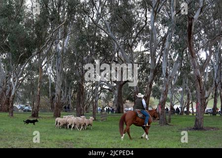 Un chien kelpie rendère des moutons avec l'aide d'un stockman au Kelpie Muster à Caserton, Victoria, Banque D'Images