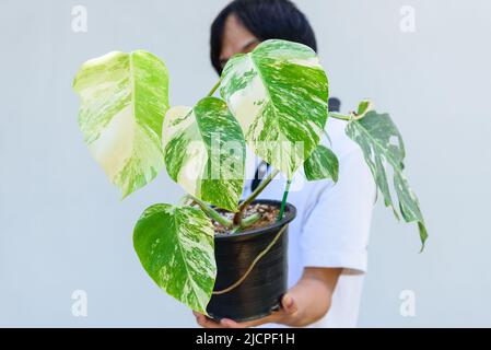 Monstera Borsigiana Albo Variegated dans le pot Banque D'Images