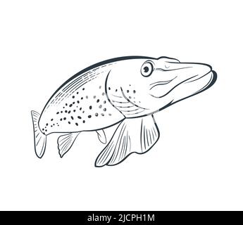 Illustrations de poissons de grand brochet en style ligne Illustration de Vecteur