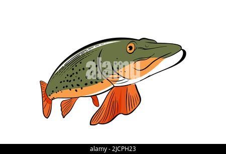 Illustrations de poissons de grand brochet sur fond blanc Illustration de Vecteur