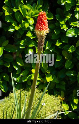 Orange vif rouge jaune Kniphofia uvaria royal standard simple belle fleur Banque D'Images