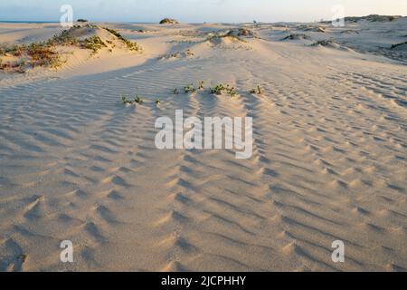 Ondulations sur les foredunes de South Padre Island, Texas. Banque D'Images