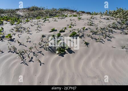 Plage Morning Glory ou chemin de fer, Ipomoea pes-caprae, dans les foredunes de Boca Chica Beach sur l'île de Brazos, Texas. Banque D'Images