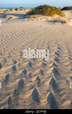 Ondulations sur les foredunes de South Padre Island, Texas. Banque D'Images