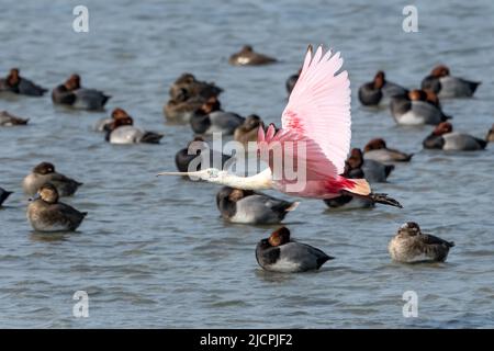 Un roseate Spoonbill, Platalea ajaja, survole un troupeau de canards de la tête rouge sur la Laguna Madre, South Padre Island, Texas. Banque D'Images