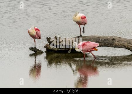 Roseate Spoonbills, Platalea ajaja, en train de rôder sur une bûche dans un marais humide, South Padre Island Birding Center, Texas. Banque D'Images