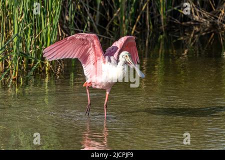 Un roseate Spoonbill, Platalea ajaja, qui étire ses ailes dans un marais humide. South Padre Island Birding Center, Texas. Banque D'Images