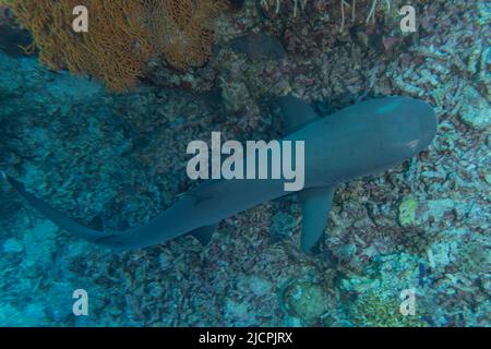 Nage de requins au parc national du récif de tubbataha Philippines Banque D'Images