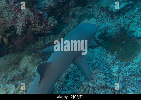 Nage de requins au parc national du récif de tubbataha Philippines Banque D'Images