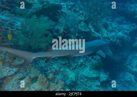 Nage de requins au parc national du récif de tubbataha Philippines Banque D'Images