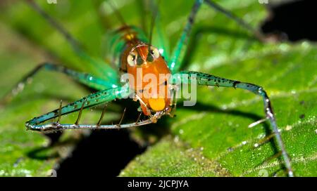 Sauterelle, forêt tropicale, parc national de Marino Ballena, Uvita de Osa, Puntarenas, Costa Rica, Amérique centrale, Amérique Banque D'Images